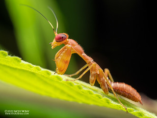 Mantis nymph (Acontista sp.) - P6078256