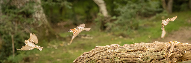 Sparrows in-flight-0319-Edit.jpg