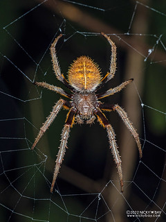 Orb weaver spider (Eriophora fuliginea) - P6078244