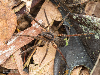 Wandering spider (Ctenidae) - P6077915