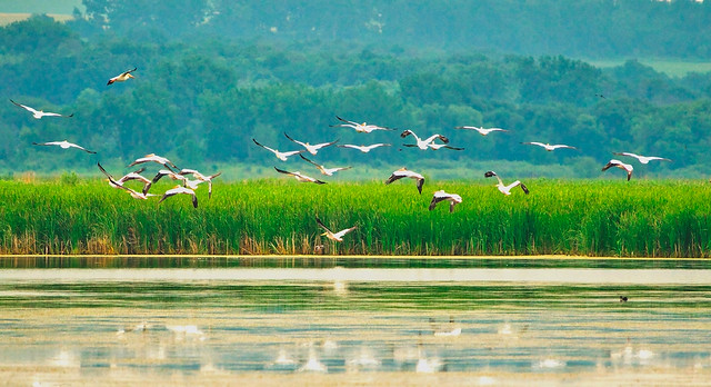 Pelicans Across A Foggy Horicon Marsh