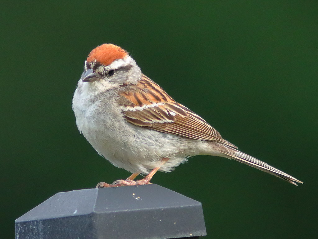 Chipping Ssparrow 02-20220702