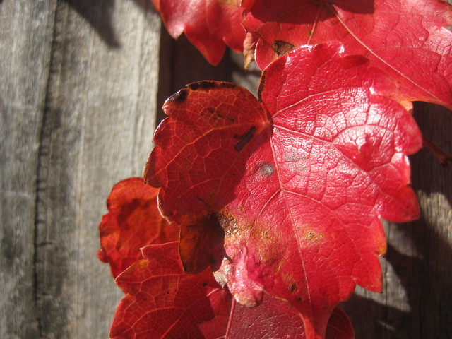 Red Ornamental Vine Leaves - Preston