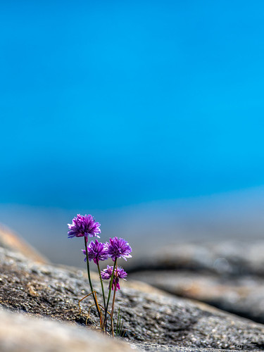 Simple | by manu.sund