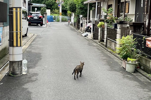 Today's Cat@2022−07−06