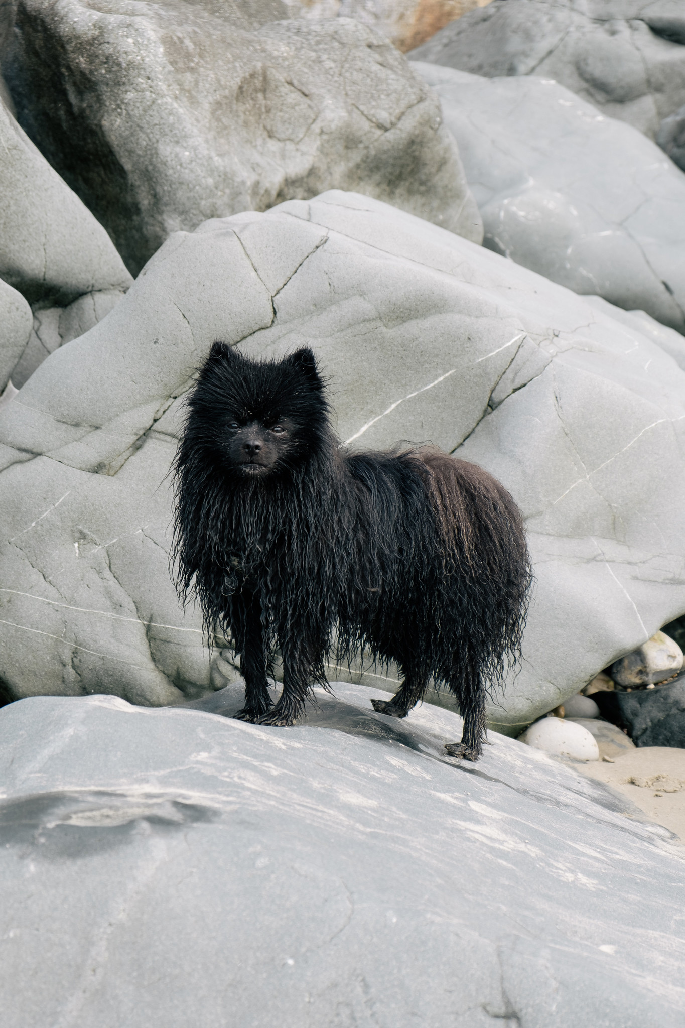 Dog-Friendly Beaches On The Jurassic Coast