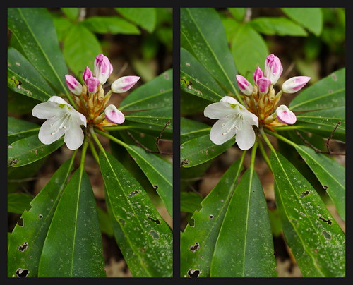 wildflowers ericaceae rhododendron nantahalanationalforest westernnorthcarolina stereoscopy pentax k1 smcpentax11855mm iridientdeveloper affinityphoto