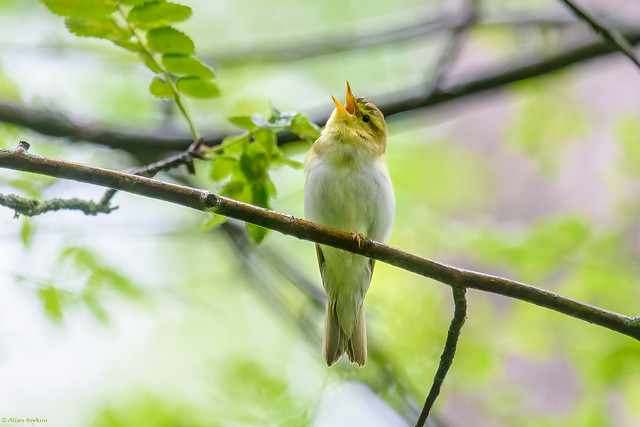 Wood Warbler (Phylloscopus sibilatrix), singing male