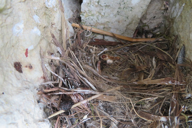2 weeks old Spotted flycatchers just left the nest / Muscicapa striata / Kahenädalased näpipojad lahkusid pesast