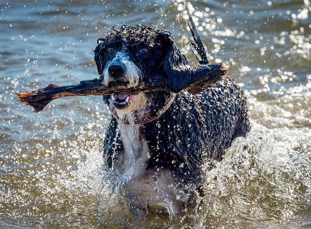 Happy dog in the sea with a stick