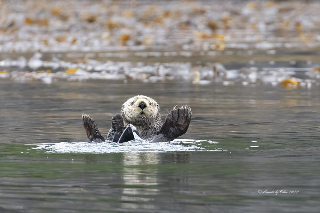 Sea Otter (Explore 6th)
