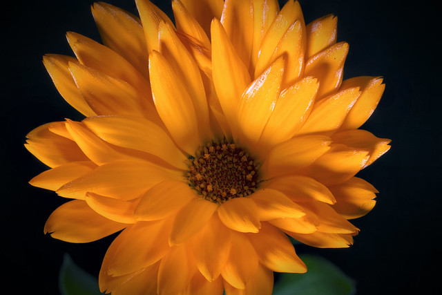 Full on beauty. Pot Marigold. A Potterton garden, Aberdeenshire, Scotland