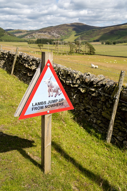 Beware of Jumping Lambs