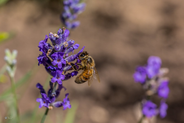 Bee and Lavender 2