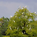 Flickr photo 'Cattle Egrets (Bubulcus ibis)' by: Mary Keim.