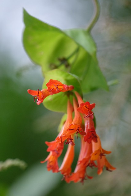 Orange honeysuckle (Lonicera ciliosa)