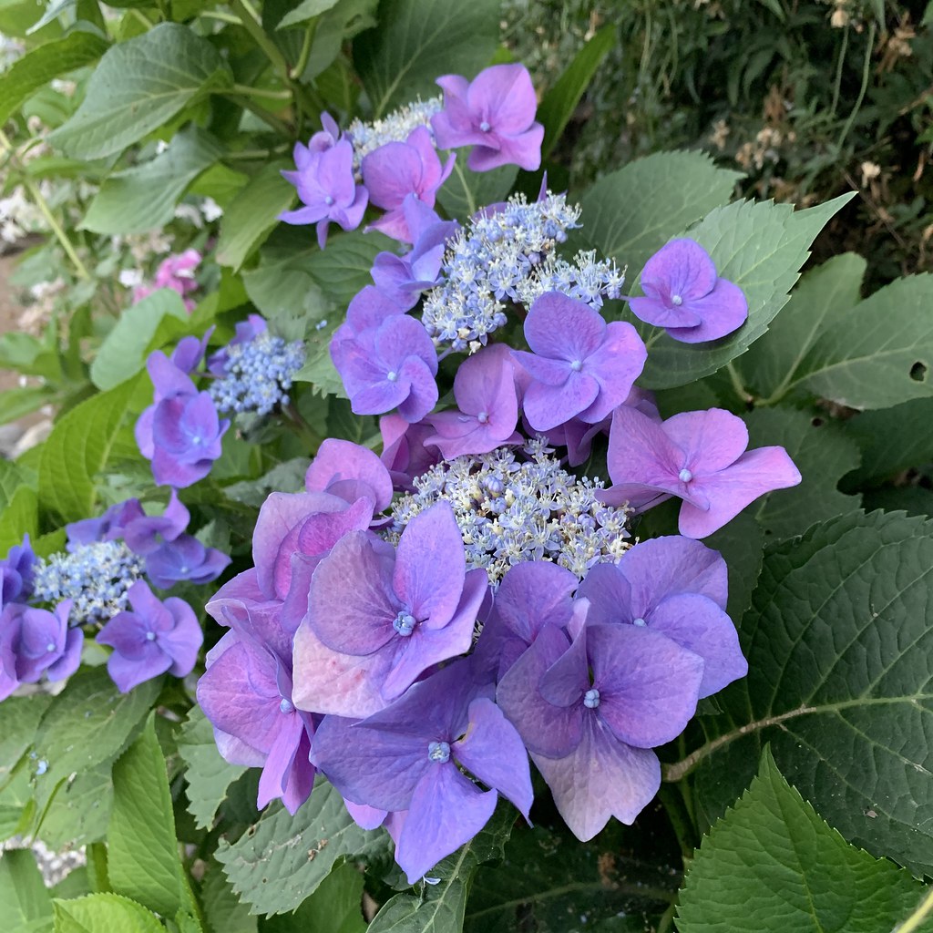 hydrangea purple