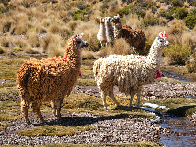 Bolivien - on the road from Uyuni to Laguna verde