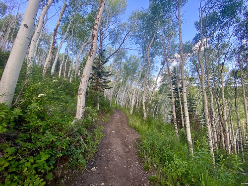 Aspen stand along Rob's Trail