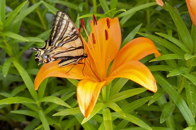 Butterfly and Lily