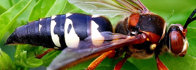 Cicada killer wasps  -  Sphecius  - 8112