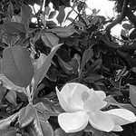 Evergreen Magnolia Blossom