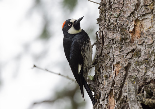 Acorn Woodpecker in Minnesota!