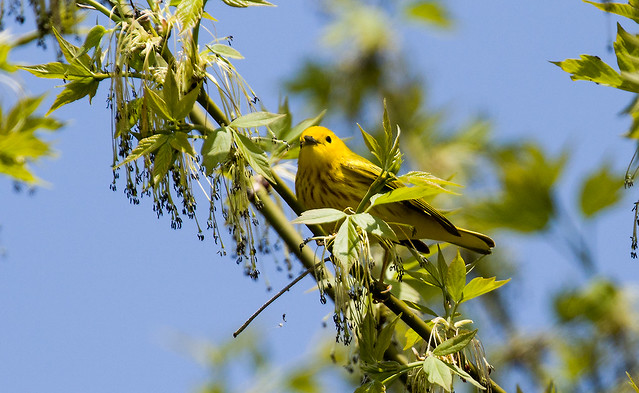 0P7A2068   Yellow Warbler, Canada