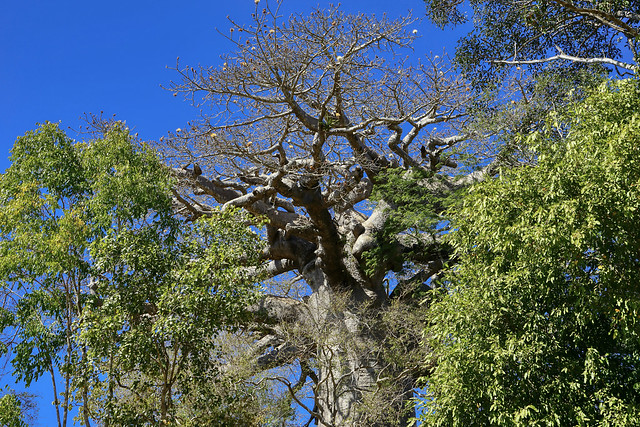 Kirindy - Sacred Baobab