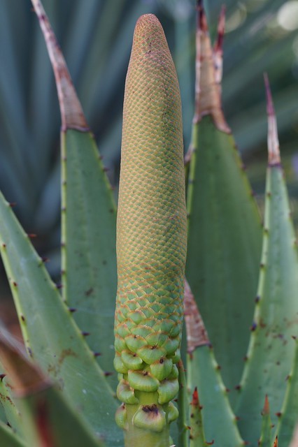 Aloe broomii 52200522000_9a88851f98_z