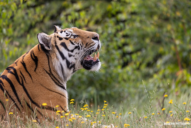 Siberian Tiger - Safaripark Beekse Bergen - The Netherlands