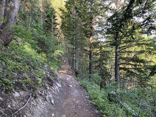 Walking through the pines on Rob's Trail