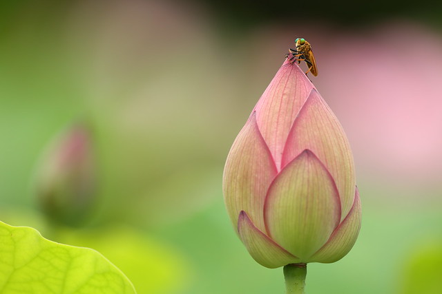 Horsefly on a lotus bud