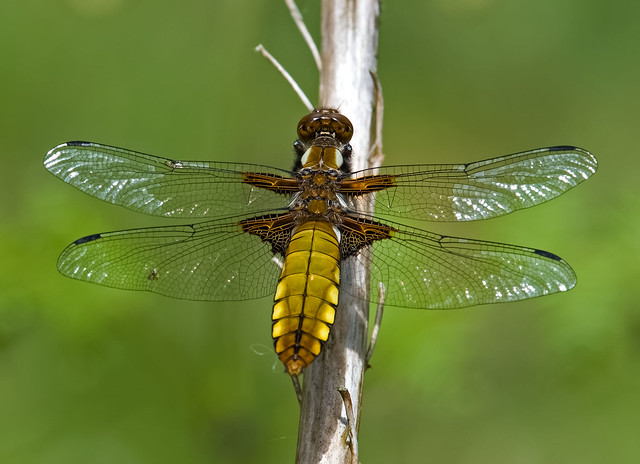 Broad-bodied-Chaser (f)