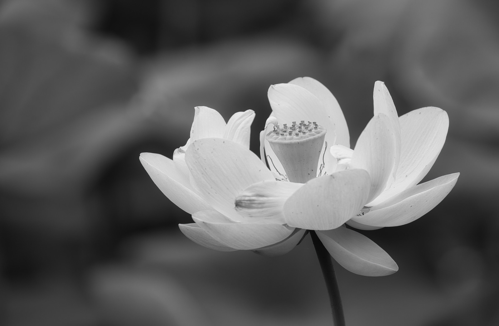 Soul of a lotus