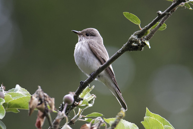 Spotted Flycatcher Cooley