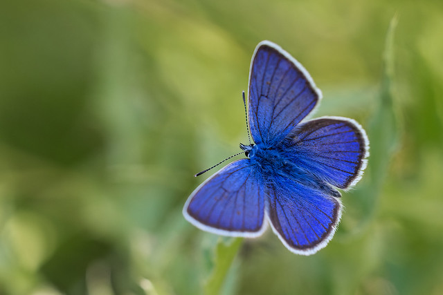 Cyaniris semiargus | ängsblåvinge | Mazarine Blue