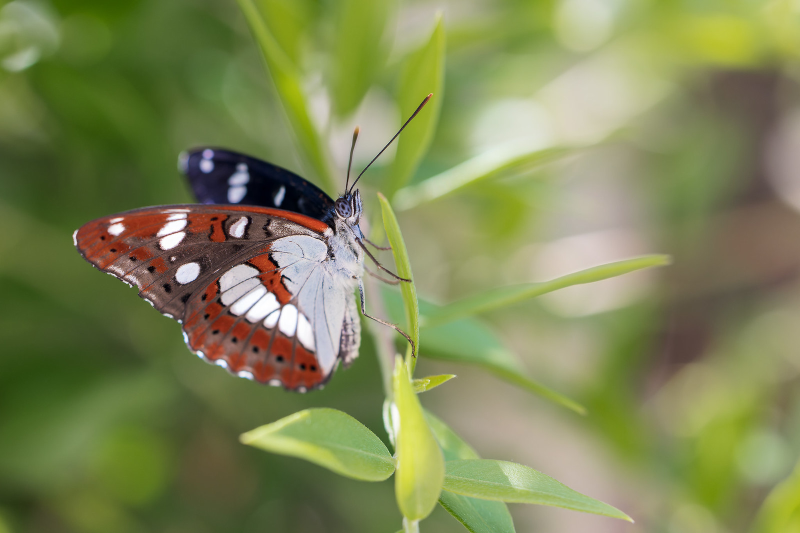 Limenitis reducta | sydlig tryfjäril | Southern White Admiral