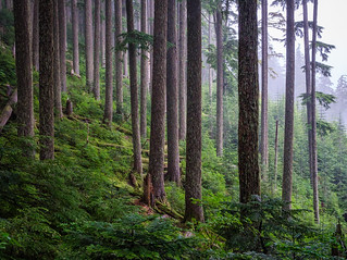 Thumbnail image for album (Misty forest on Mt. Ellinor (I))