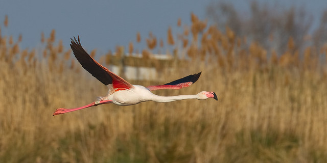 Greater Flamingo leg tag JVUA in flight
