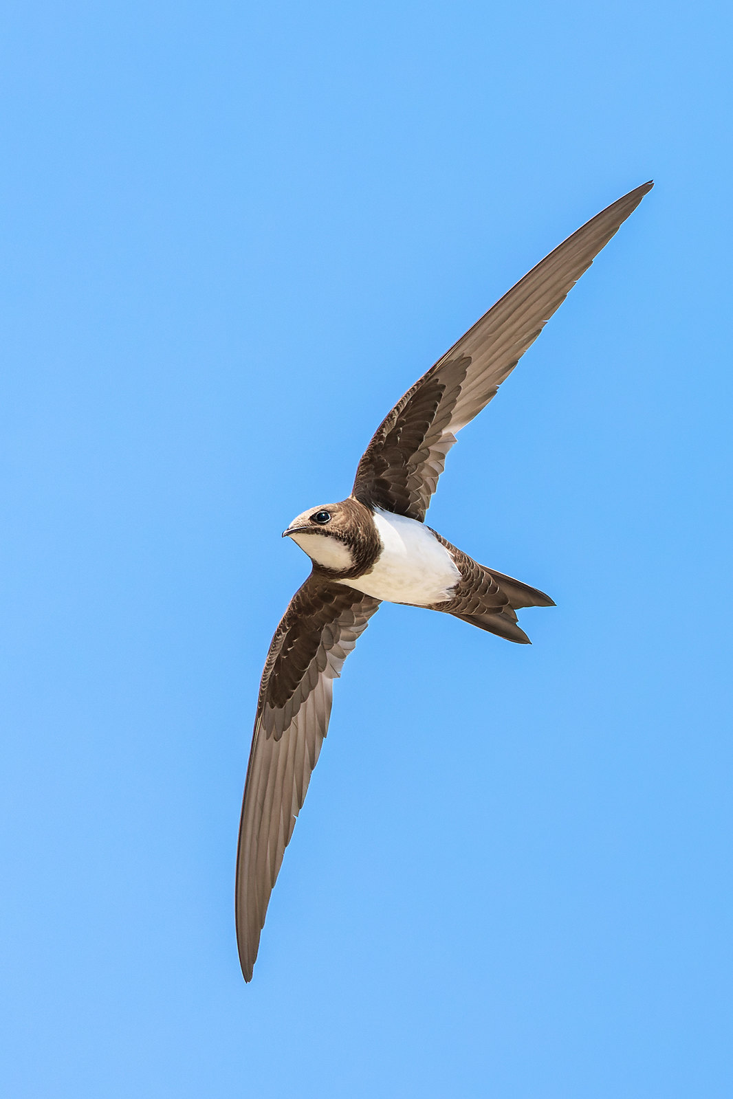 Tachymarptis melba | Alpine Swift | alpseglare