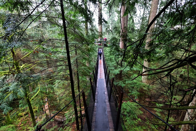 Among the Treetops in Vancouver, Washington