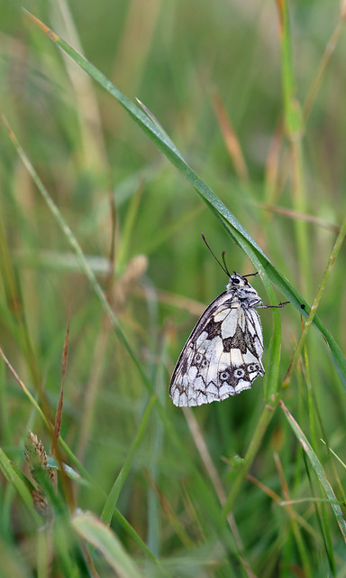 Roosting Marbled White!