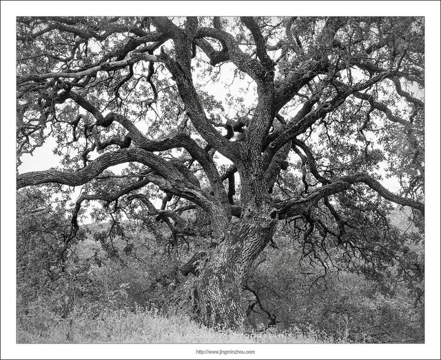 Oak tree branches