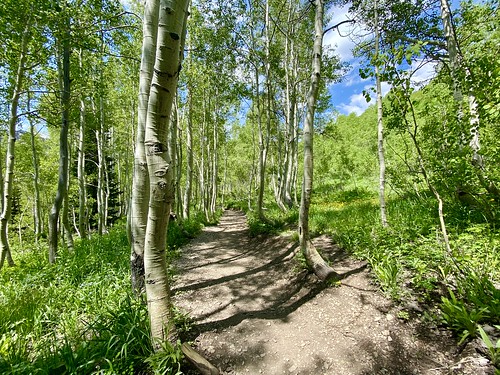 Aspen stand on the Bloods Lake Trail