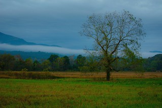 Early morning in Cades Cove in the Great Smoky Mountains, Tennessee