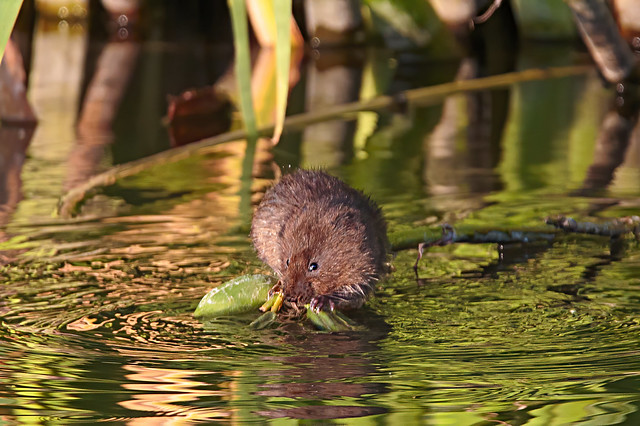 Water Vole pushing his luck!