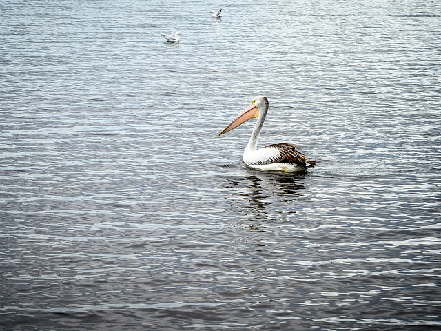 Pelican on Lake Macquarie at Toronto, NSW, Australia