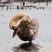 Flickr photo 'Mute Swan Balancing Act at Bombay Hook' by: Phil's 1stPix.