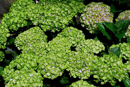 Hydrangea | by chooyutshing